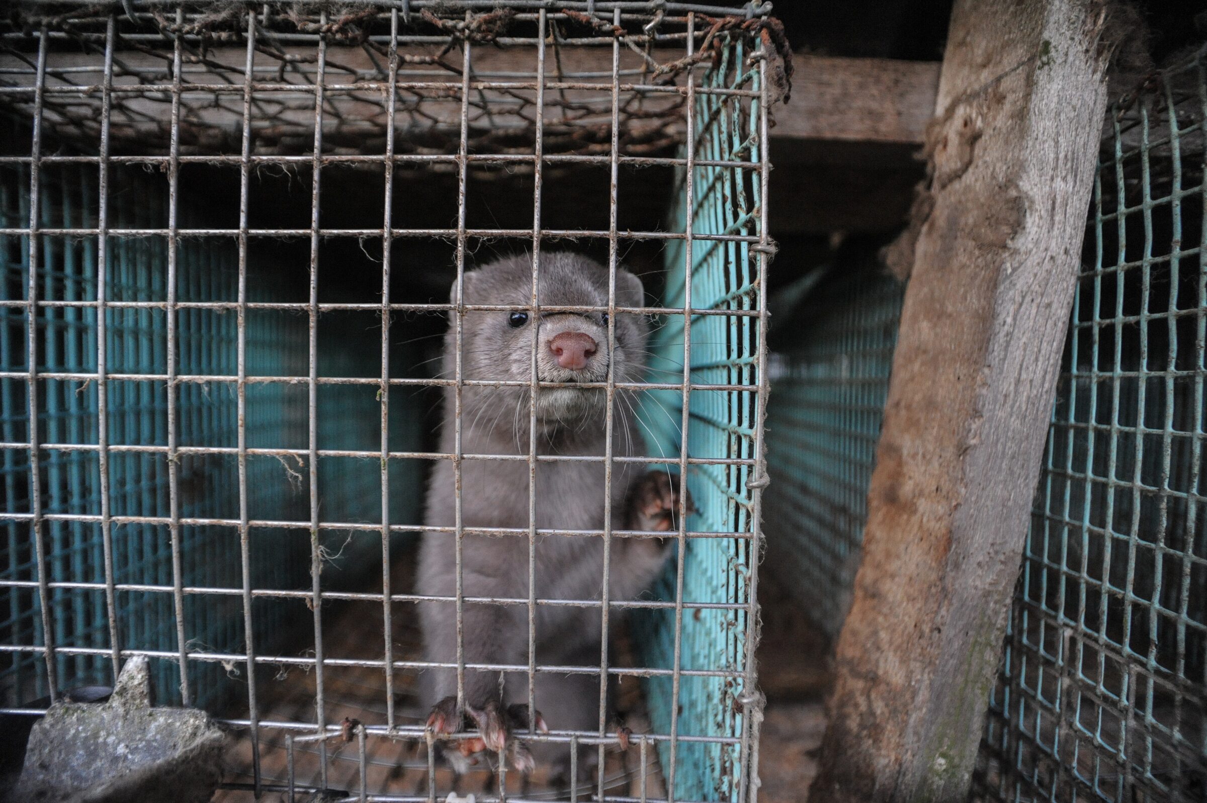 Fur-industry investigation photograph